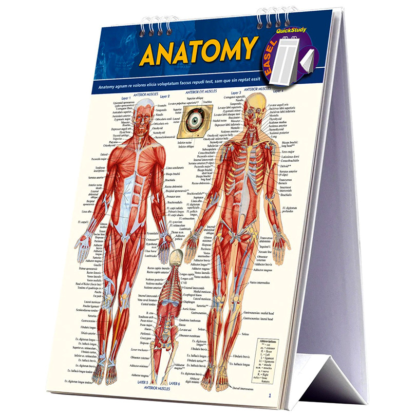 Anatomy Easel Book:   Quickstudy Reference Tool