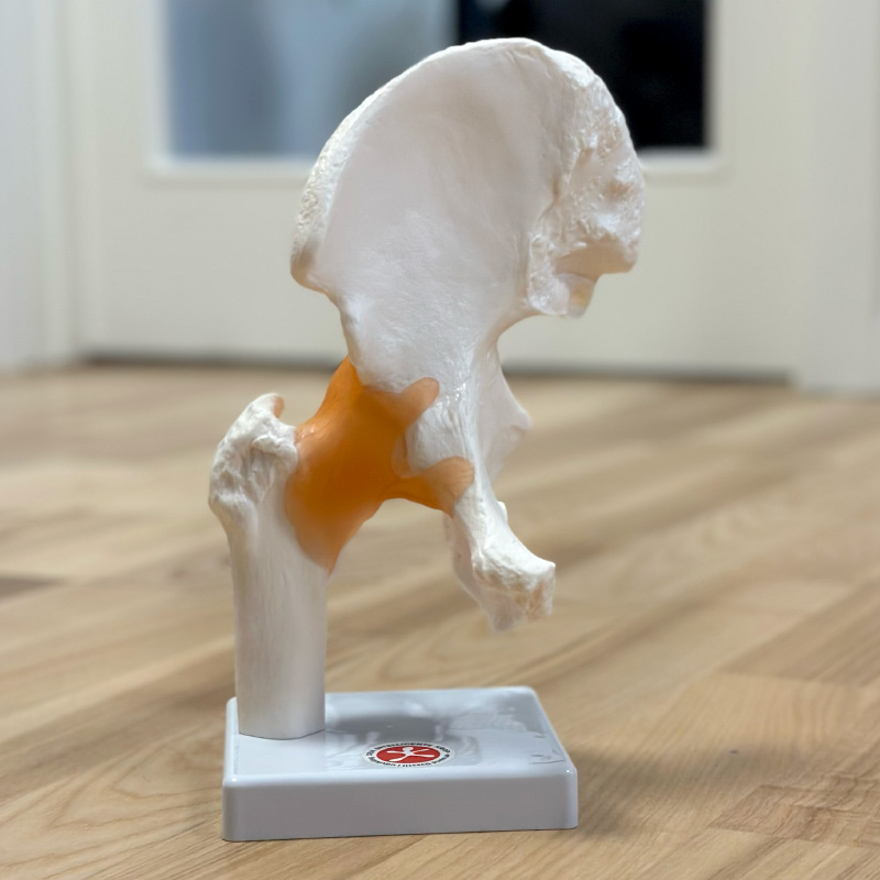 Hofteled  Fuld Størrelse