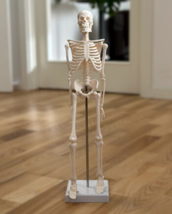 Skelet 45 Cm